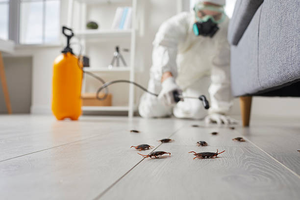 Post-Treatment Bed Bug Interceptor Monitoring in Des Moines